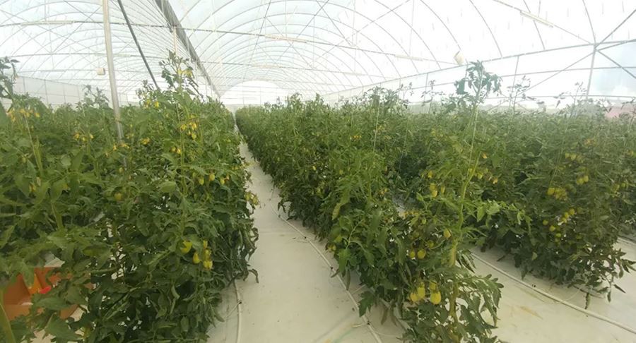 reinforced greenhouse plastic manufacture