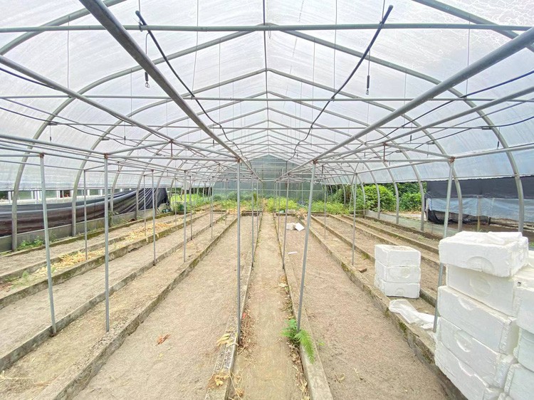 Plastic Film Greenhouse