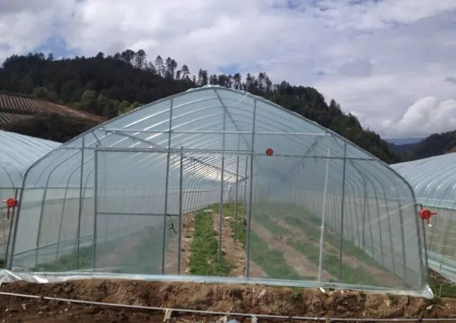 Advantages of plastic multi-span greenhouses Advantages of plastic multi-span greenhouses